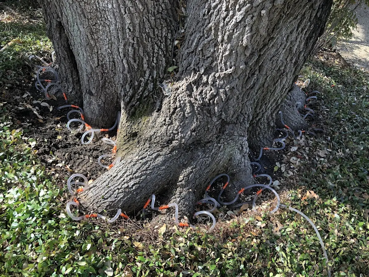 Detailed Shrub and Hedge Trimming job site in Hallowell