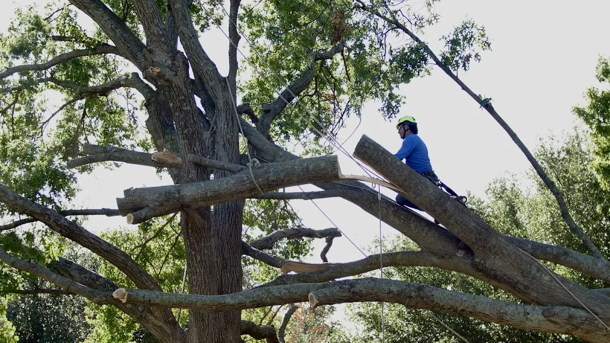Professional Crown Thinning performed by certified arborists in Hallowell