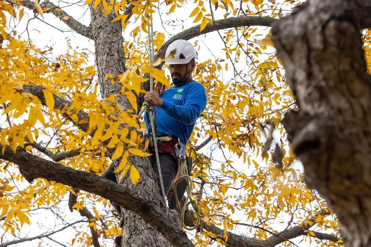 Skilled Tree Trimming crew working in Hallowell